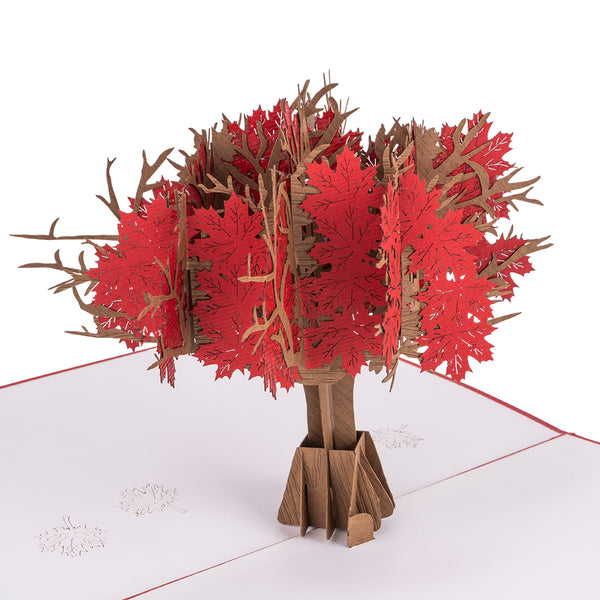 Roter Ahornbaum